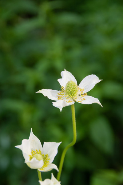夏季花园里盛开的白色银莲花