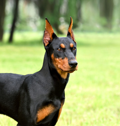 棕黑色杜宾犬或德国平舍犬