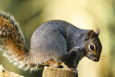 东部灰松鼠，Sciurus carolinensis