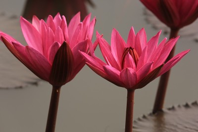 莲花