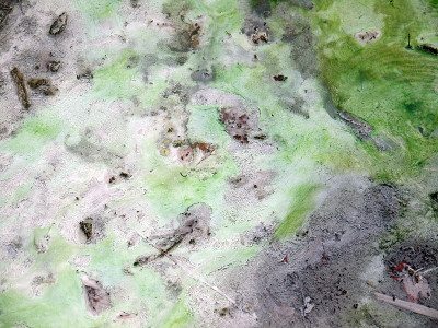 温泉中的蓝藻微生物垫