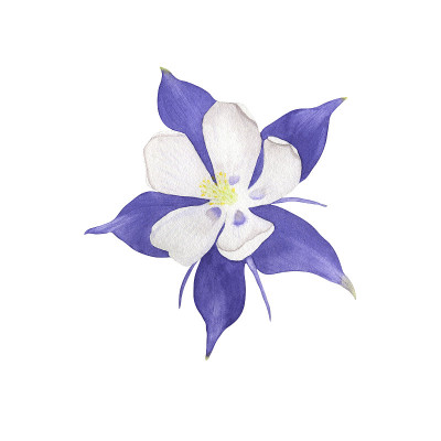 水彩花是沉香。手绘植物插图。