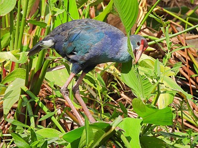 在佛罗里达湿地觅食的灰头沼泽鹬(Porphyrio policephalus)