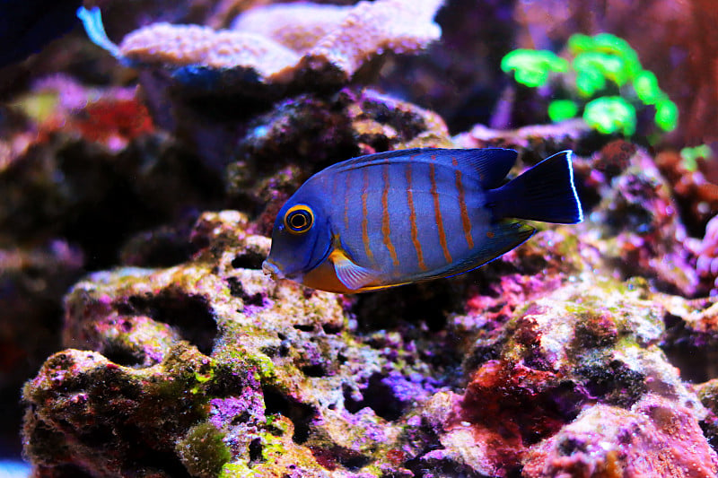 拟态伊布里堂(Acanthurus tristis)