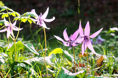 Katakuri flower(短暂的sping)