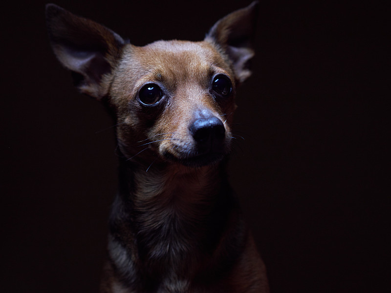 一个美丽的玩具小猎犬的肖像在一个黑暗的背景。