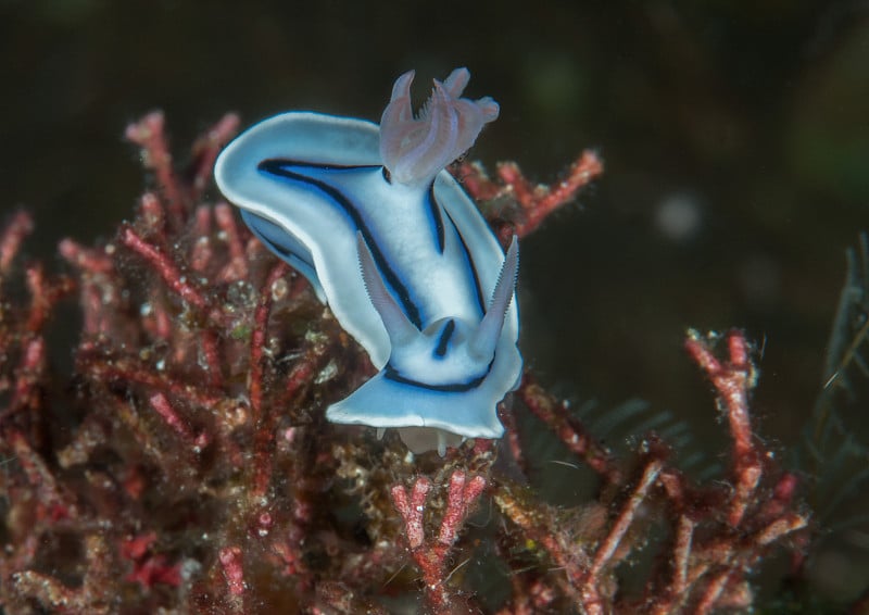 Chromodoris Lochi 裸鳃亚目