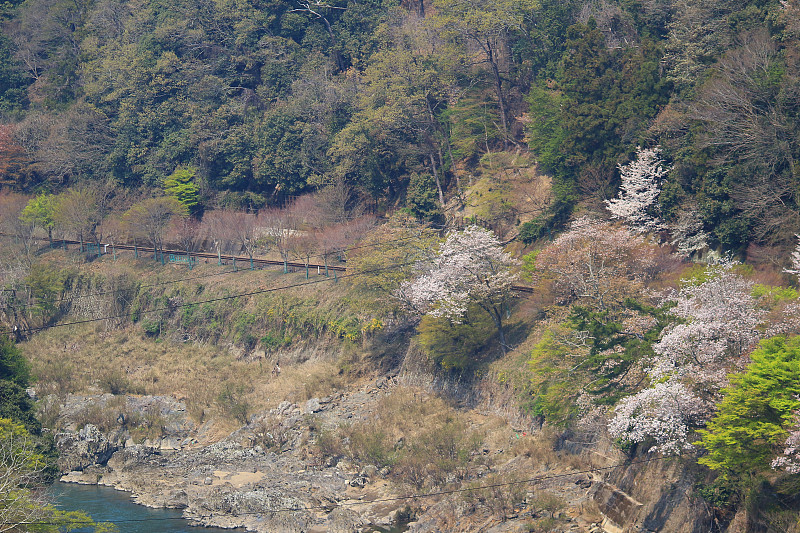 日本京都的岚山