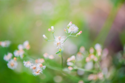 花粉