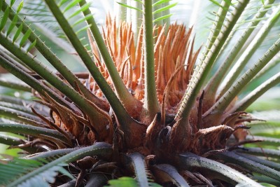 珍奇植物特写