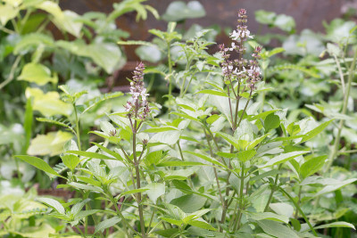 花园里种着新鲜的罗勒花