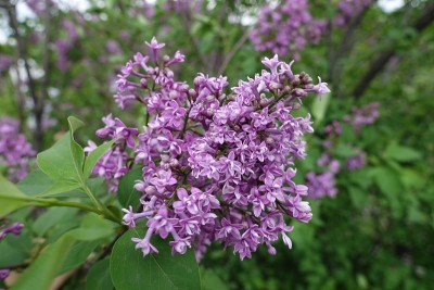 5月丁香的重瓣花的圆锥花序近视图