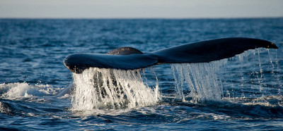 The tail of the humpback whale.