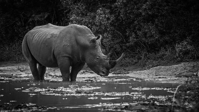 Rhino_B