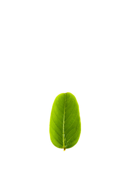 癣灌木叶近