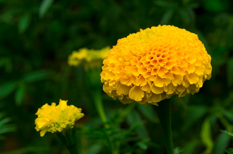 黄色的金盏花花