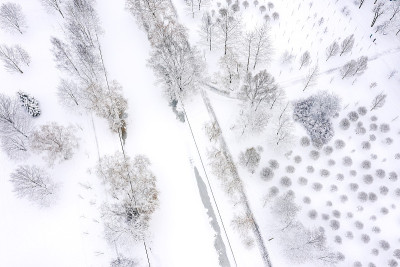 城市公园的冬天。白雪覆盖的树木和冰冻的水渠。俯视图航空照片