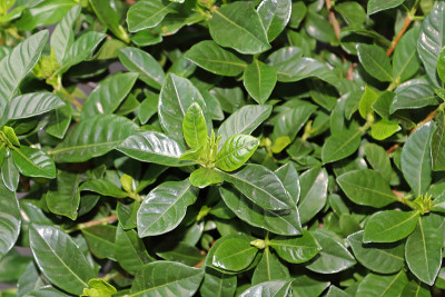 栀子民居植物的绿叶特写