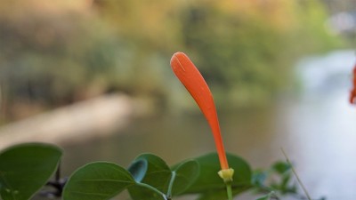 火仙花又称火烈树、橘色喇叭藤、金雨藤、木马尾