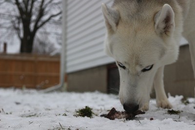 SIBERIAN HUSKY CHEWING ON A BONE OUTDOORS