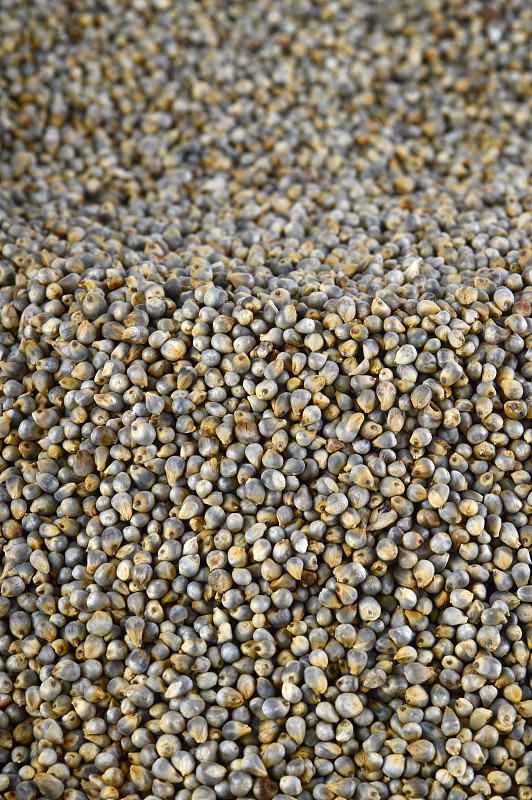 珍珠粟(Bajra)为背景。关闭了。