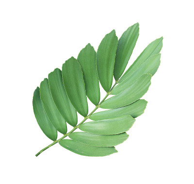 丛状棕榈叶观赏植物，孤立在白色的背景上
