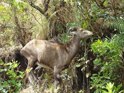 的Nilgiri Tahr