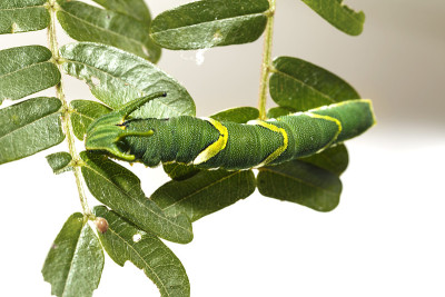 在寄主植物的叶子上行走的第5阶段的普通斑蝶(Polyura athamas)