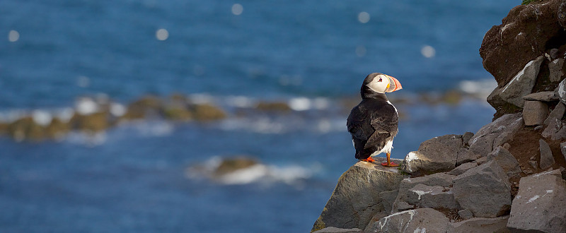角嘴海雀在Latrabjarg