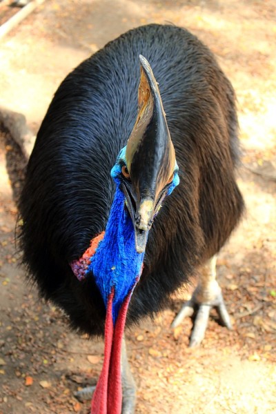 食火鸡