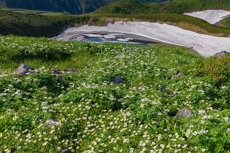 乔凯湖和高山植物在初夏