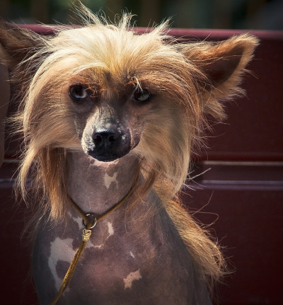 中国冠毛犬的狗