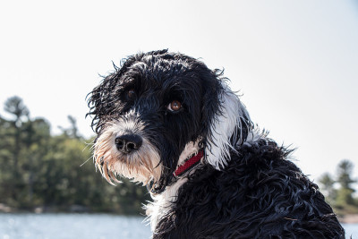 可爱的黑白葡萄牙水犬回头看
