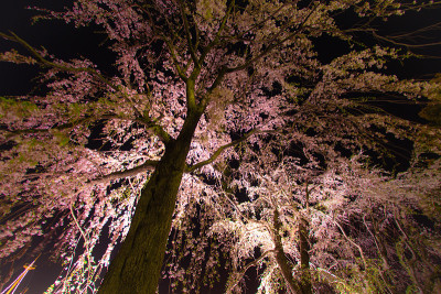 山下公园樱花盛开