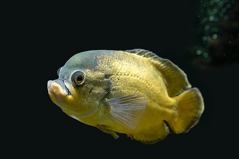 水族馆里明亮的热带鱼。