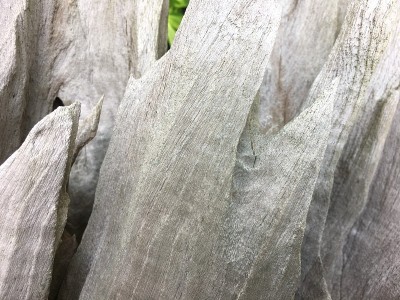 森林里的干树