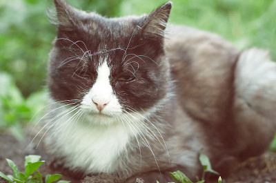 又累又伤心的野猫。