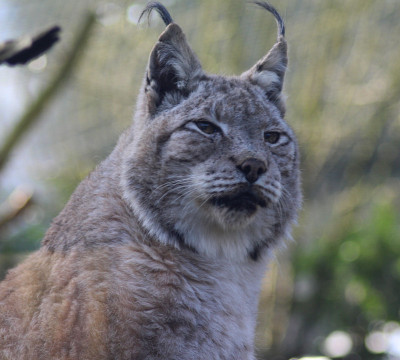 欧亚猞猁(lynx lynx)