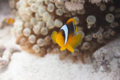 泡尖海葵中的红海海葵鱼