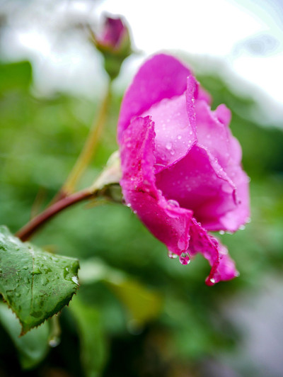 雨天的玫瑰花园