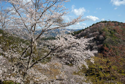 吉野山的樱花