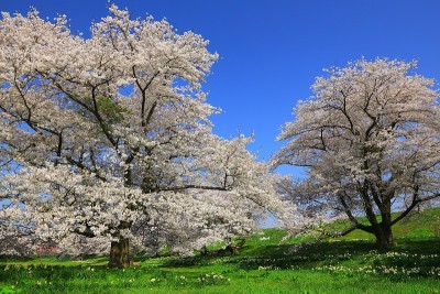 岩手县春天的樱花树