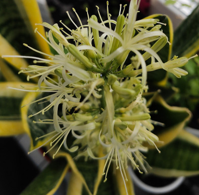 室内盛开美丽的植物山茱萸、狗尾草