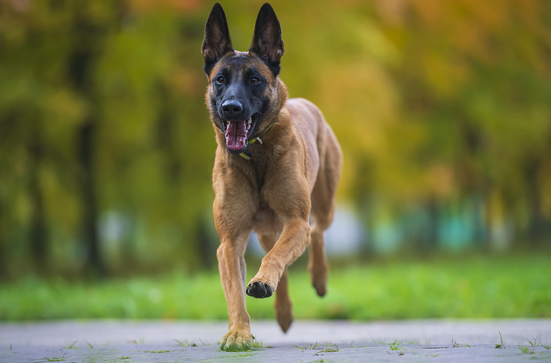 秋天公园里的比利时玛利诺犬