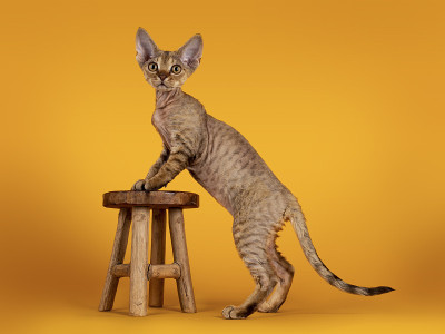 德文雷克斯小猫在黄色背景