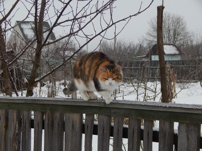 猫冬天在篱笆上爬