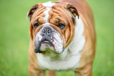美丽的英国斗牛犬户外