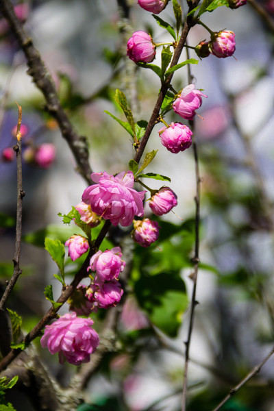 三叶Prunus ulmiifolia (Louiseania ulmiifolia)枝开花。近照的