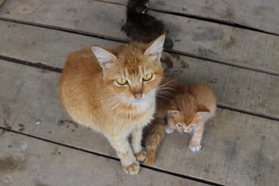 一只黄色的猫妈妈在后院给她的小猫喂奶时看着镜头