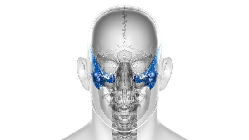 人体骨骼、颅骨、颞骨解剖学的医学概念